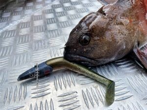 Läs mer om artikeln Havsfiske på Norska Söröya 2022.  Del 2.