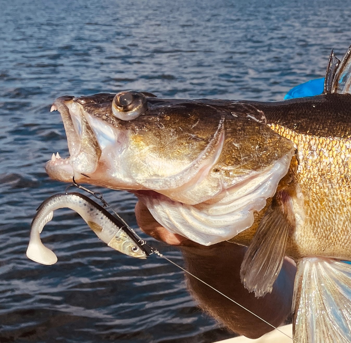 Du visar för närvarande En kvällstur med 86 cm gös på Berkley Power Sardine 15cm, med 40 gram skalle.