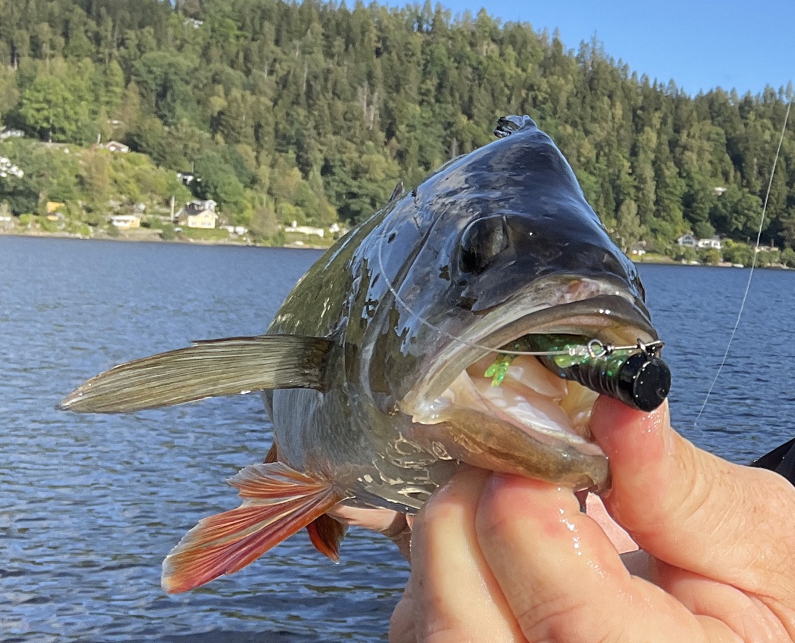 Du visar för närvarande Abborrfisket blev rena drömmen, där en kräfta var svaret på stor fisk.