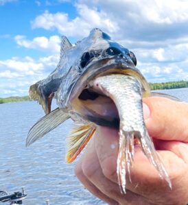 Läs mer om artikeln Ännu en dag med stor abborre. Fantastiskt trevligt.